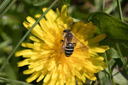 Image of Andrena gravida Imhoff 1832