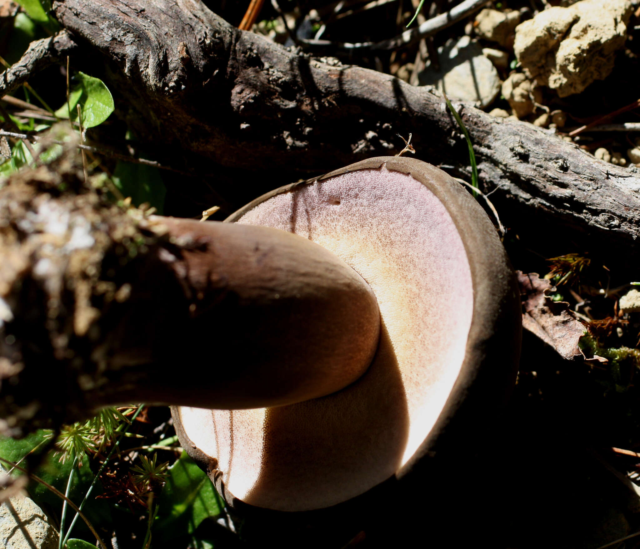 Image of Porphyrellus formosus (G. Stev.) J. A. Cooper 2014