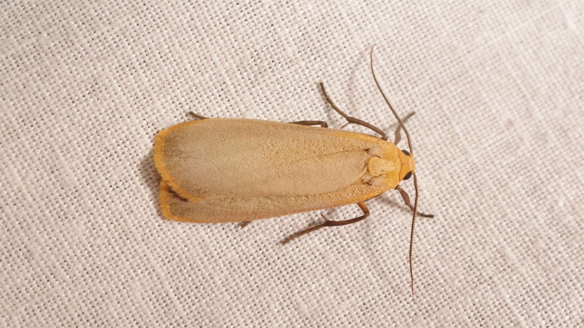 Image of buff footman