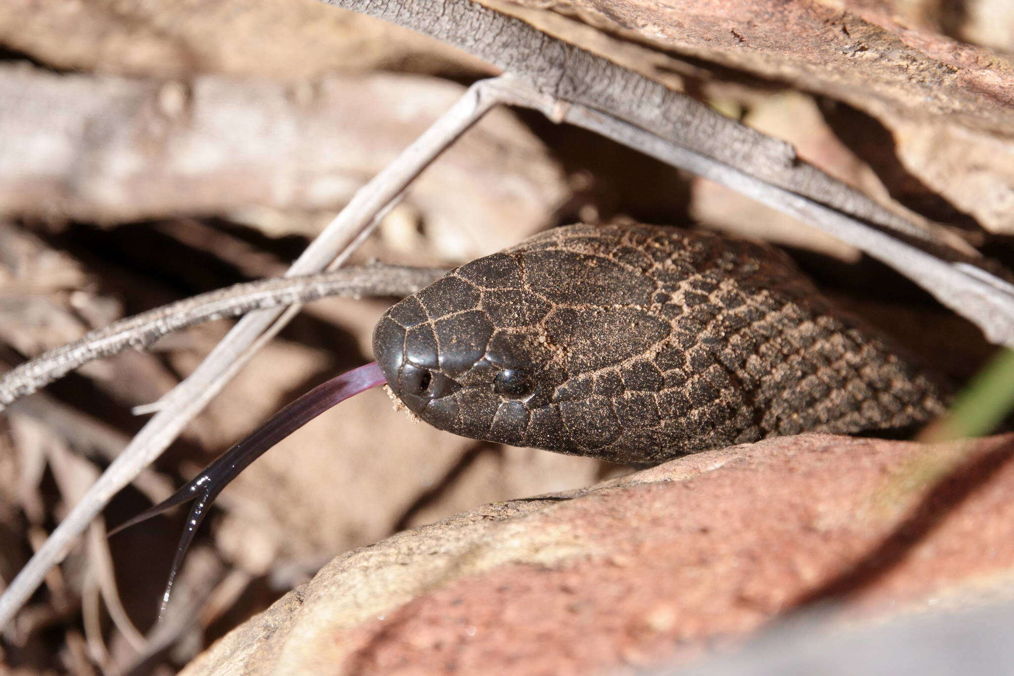 Image of Pseudechis guttatus De Vis 1905