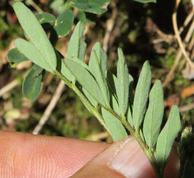 Astragalus robbinsii var. minor (Hook.) Barneby的圖片