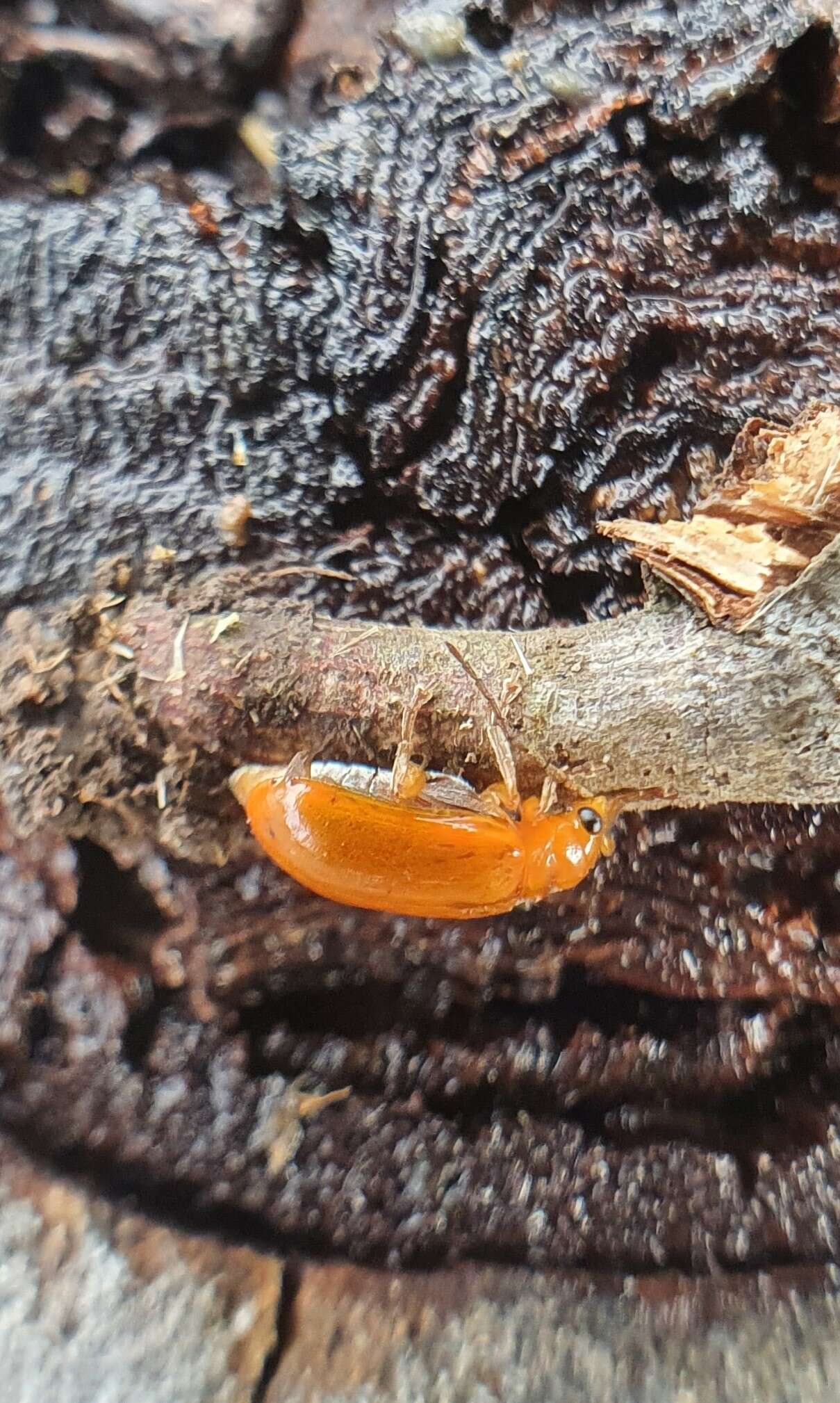 Image of Aulacophora relicta