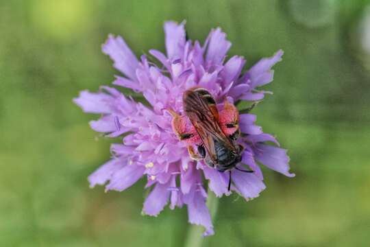 Image of Andrena hattorfiana (Fabricius 1775)