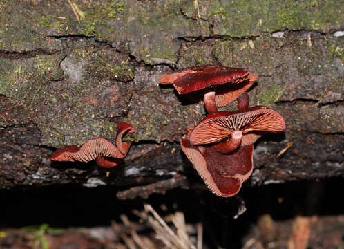 Image of Tubaria rufofulva (Cleland) D. A. Reid & E. Horak 1983