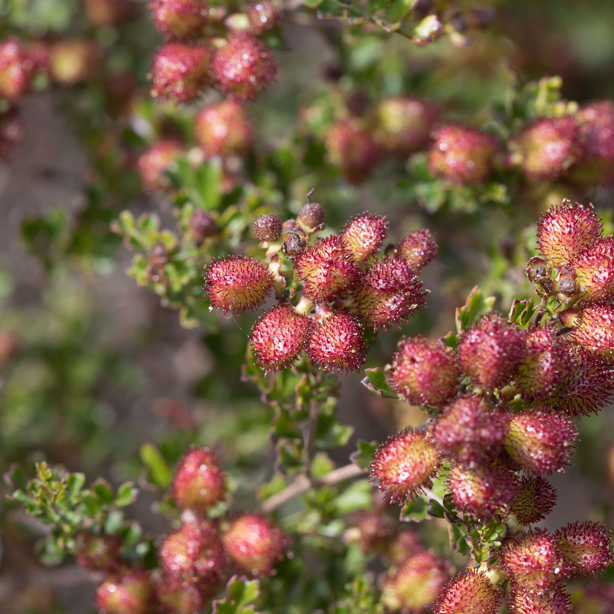 Image de Dodonaea humilis Endl.