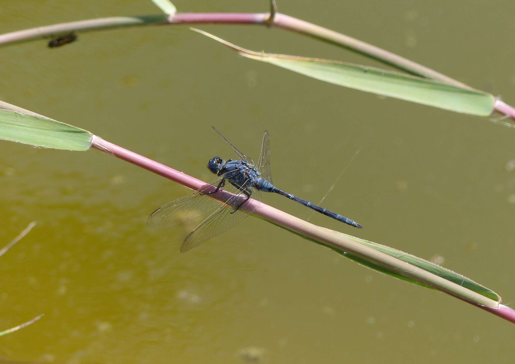 Image of Long Skimmer