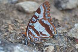 Image of Charaxes druceanus proximans Joicey & Talbot 1922