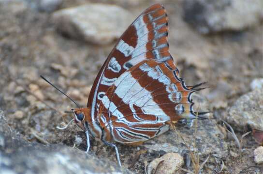 Imagem de Charaxes druceanus proximans Joicey & Talbot 1922