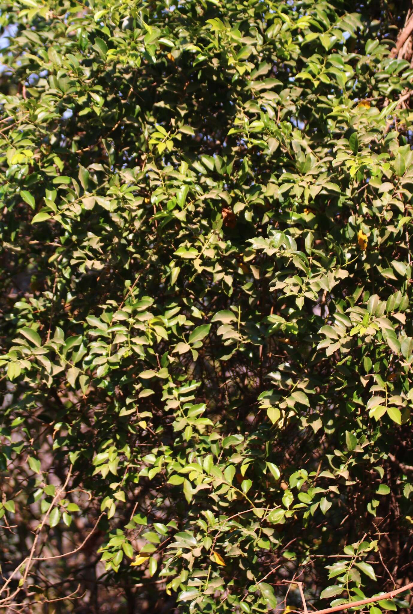 Image of Salacia chinensis L.