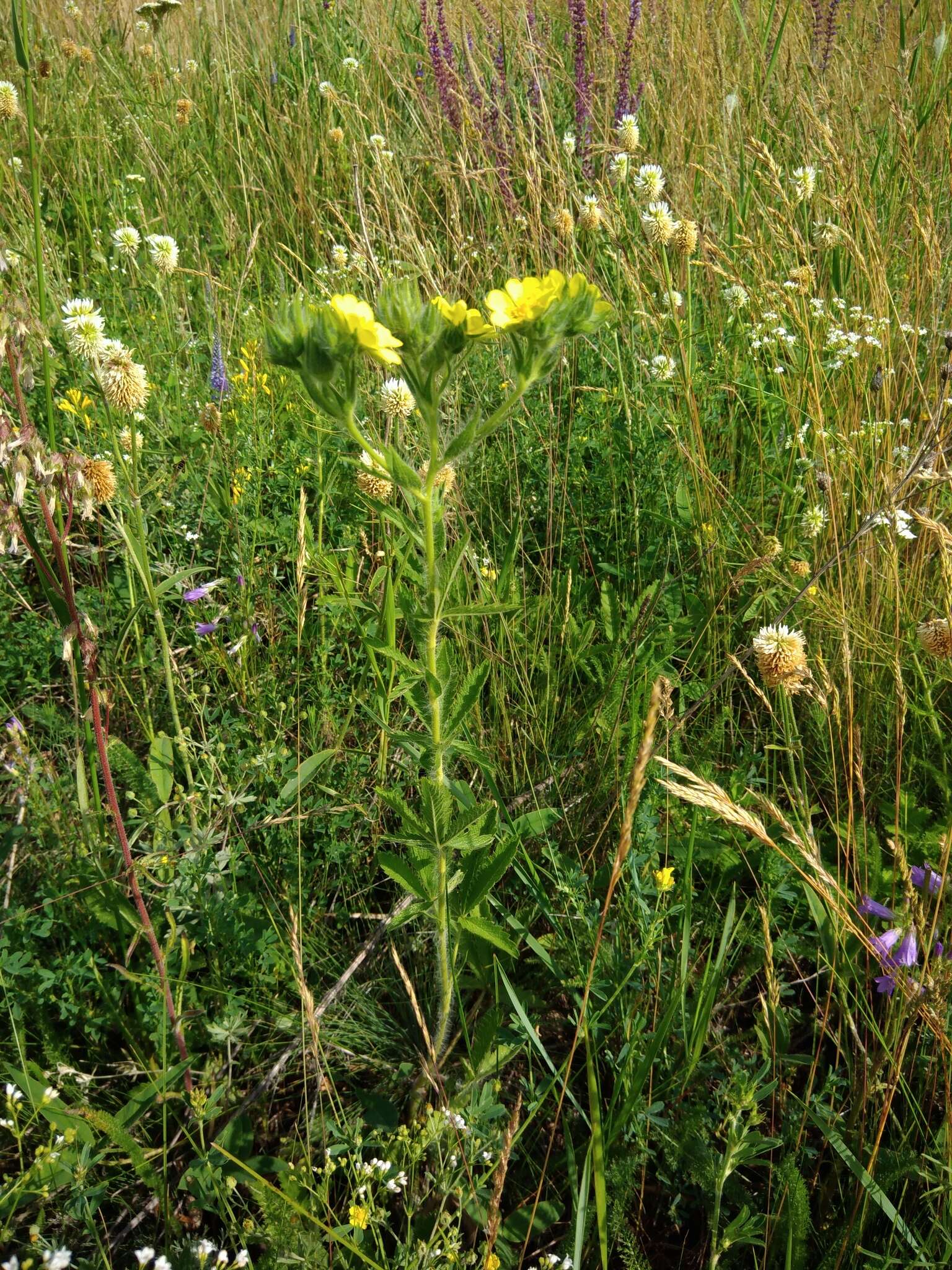 Image of Potentilla recta subsp. pilosa (Willd.) Jav.