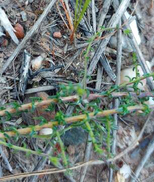 Image of Wahlenbergia loddigesii (A. DC.) I. M. Turner