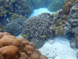 Image of Latticed Butterflyfish