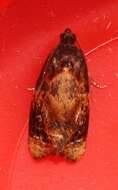 Image of red-barred tortrix