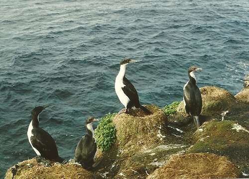 Image of Crozet Shag