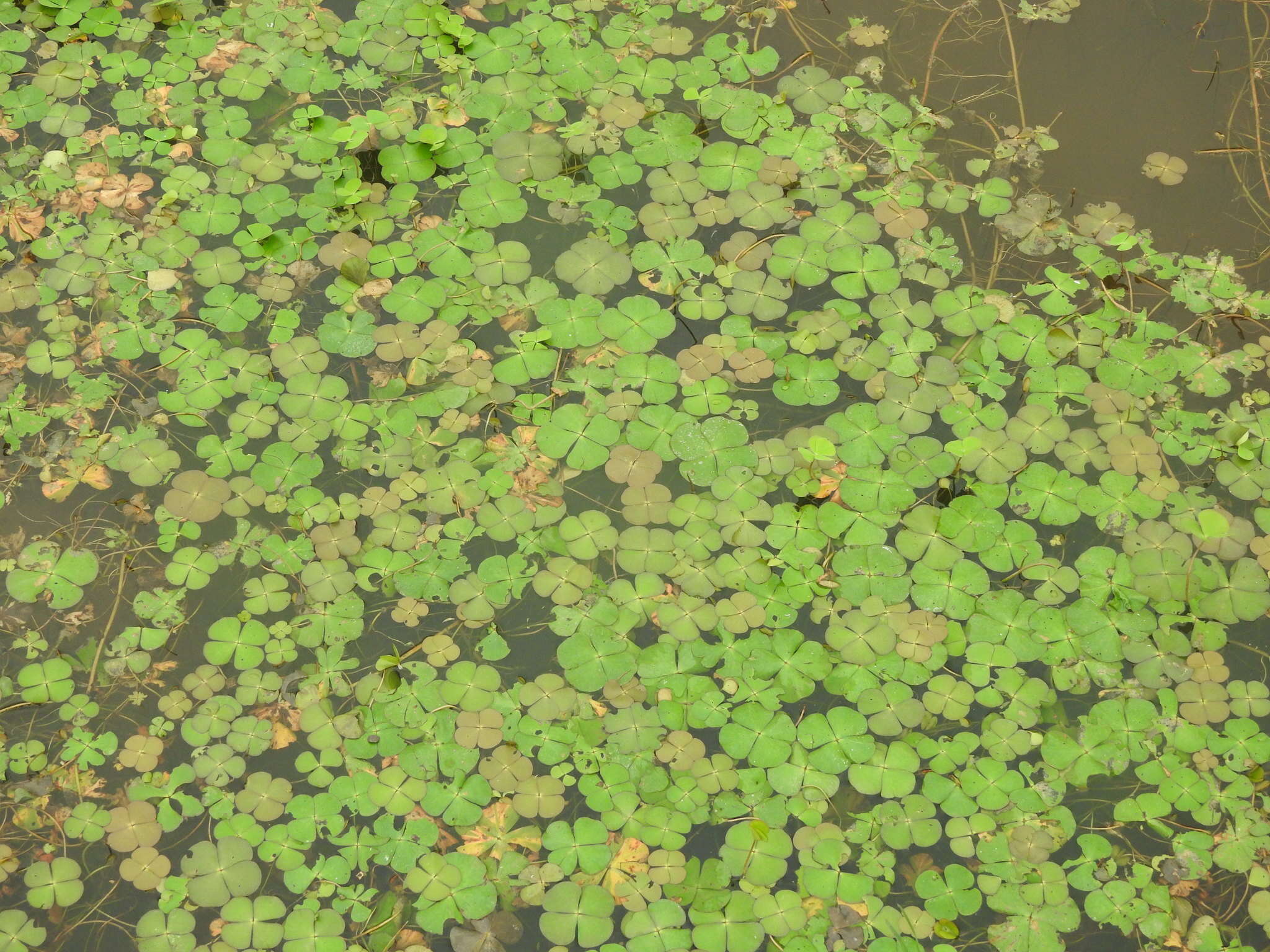 Marsilea quadrifolia L. resmi