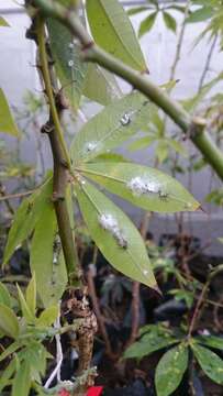 Image of Whitefly