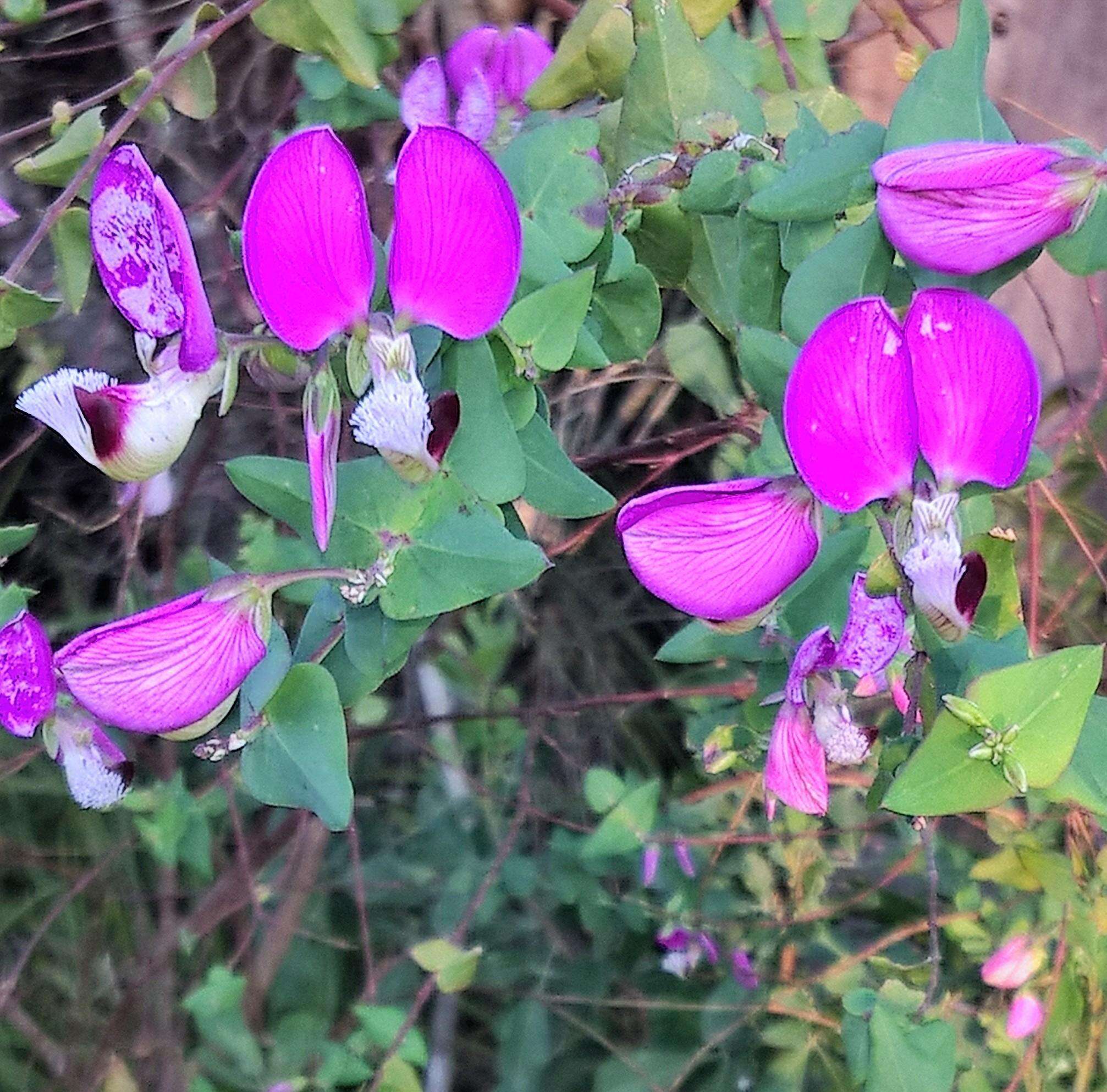 Polygala fruticosa Berg.的圖片