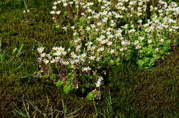 Image of Saxifraga praetermissa D. A. Webb