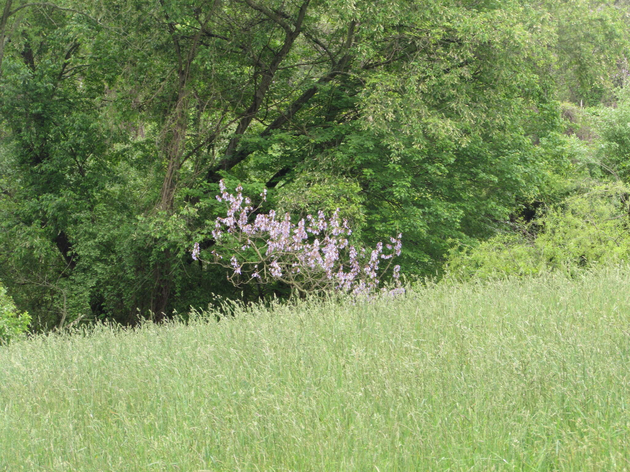 Image of Paulownia tomentosa (Thunb.) Steud.