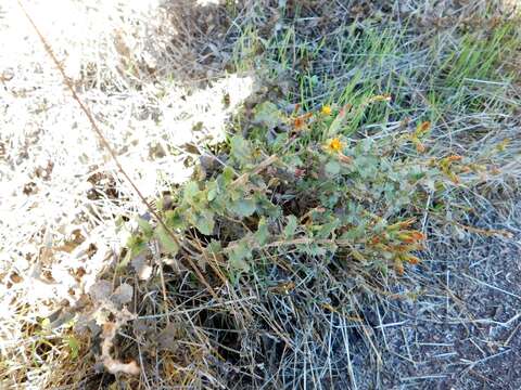 Image of sawtooth goldenbush