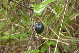 Passiflora vespertilio L.的圖片