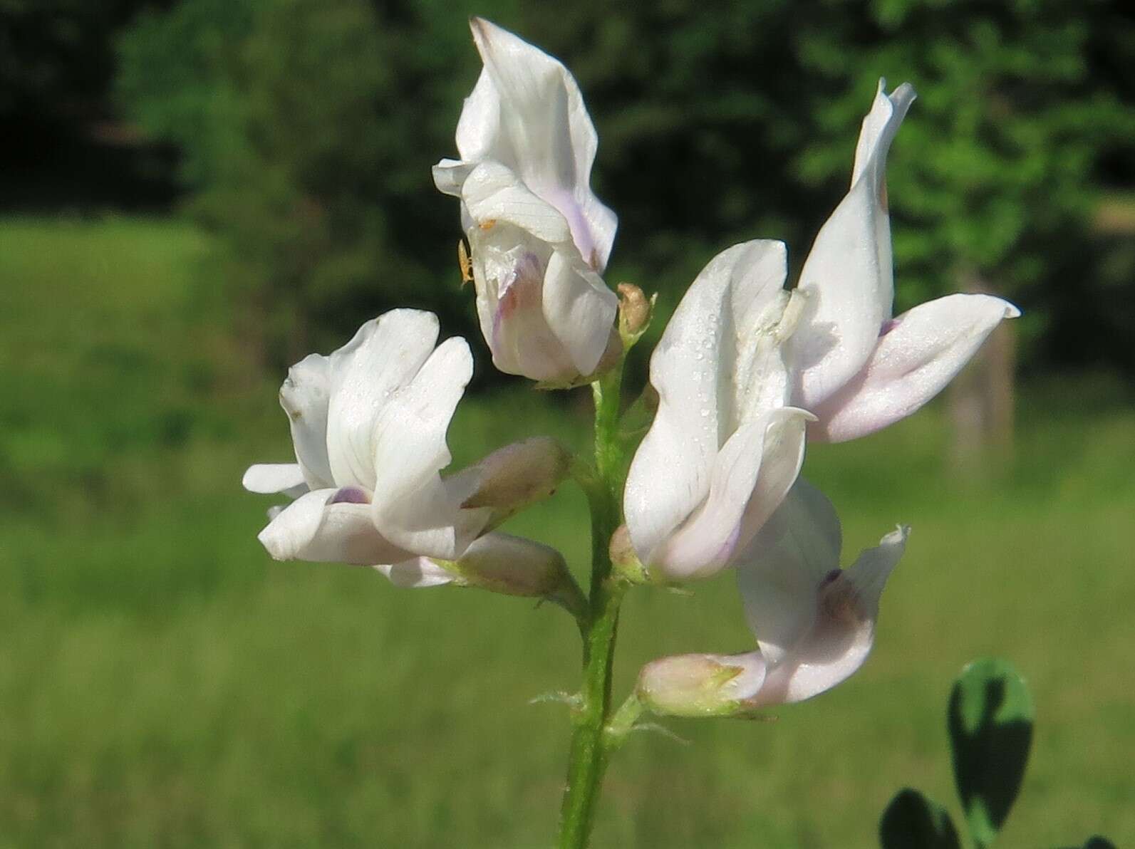 Image of <i>Astragalus <i>distortus</i></i> var. distortus