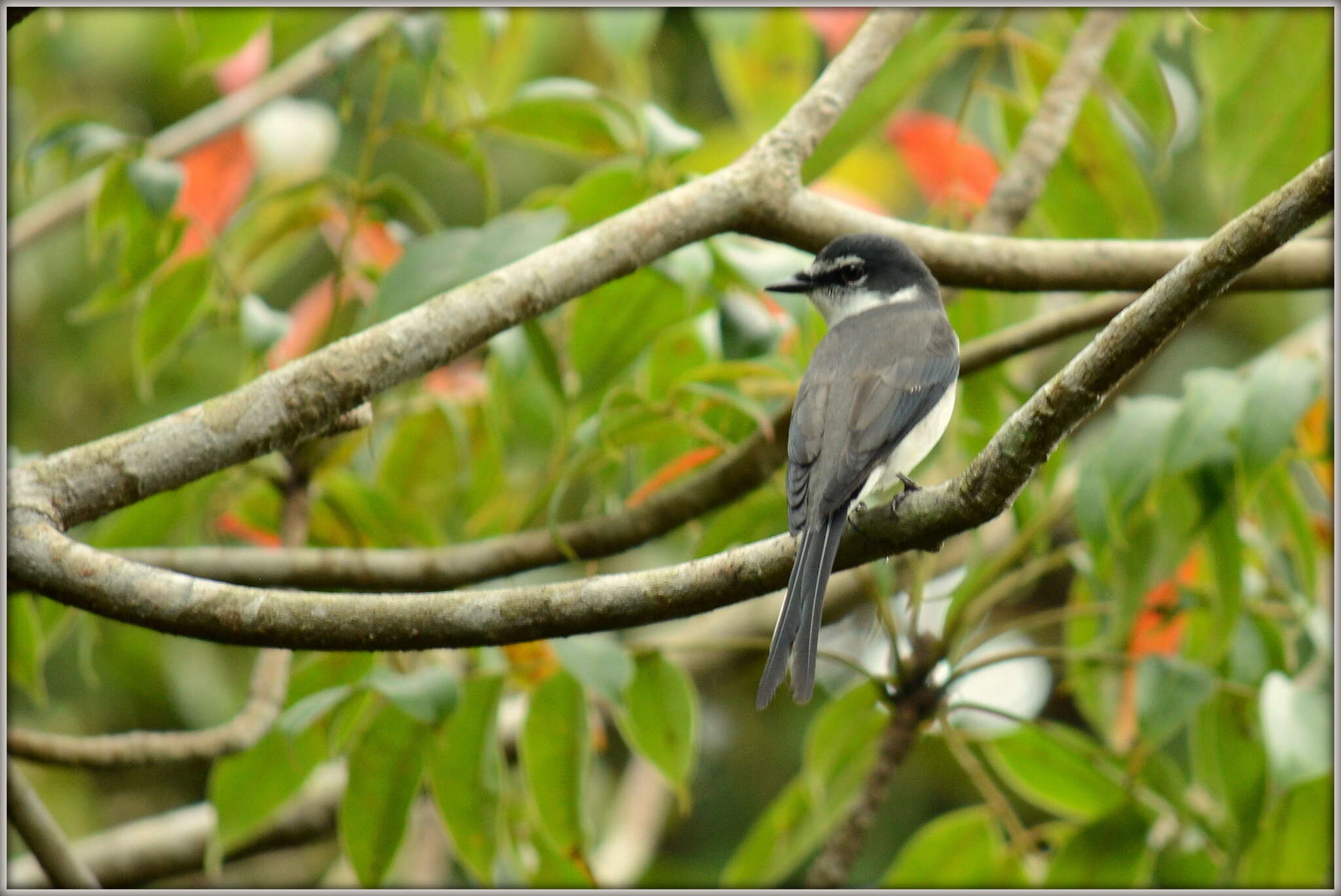 Image of Ryukyu Minivet