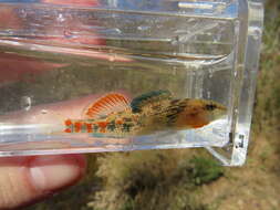 صورة Etheostoma bison Ceas & Page 1997