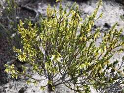 Image of Leucopogon woodsii F. Muell.