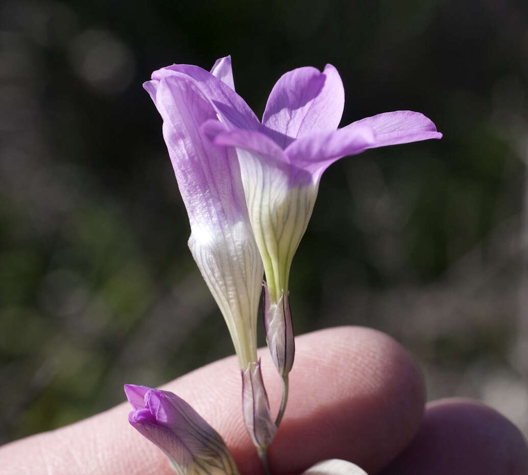 Image of Ixia oxalidiflora Goldblatt & J. C. Manning
