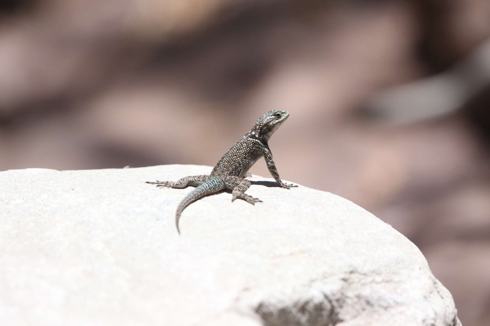 Image of Sceloporus jarrovii jarrovii Cope 1875