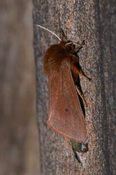 Image of Phragmatobia Stephens 1828