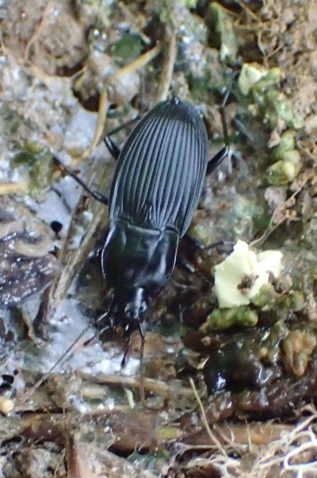 Image de Dicaelus (Paradicaelus) elongatus Bonelli 1813