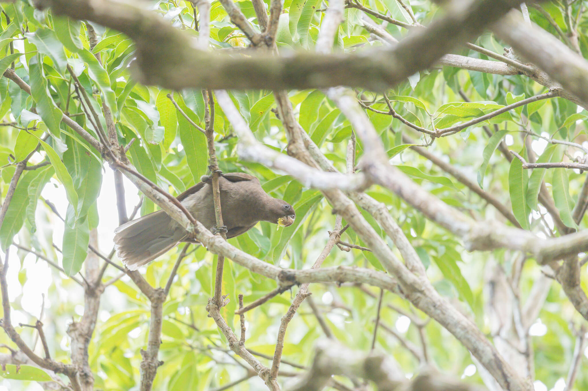 Image de Perroquet des Seychelles