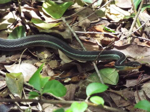 Image of Thamnophis proximus rutiloris (Cope 1885)