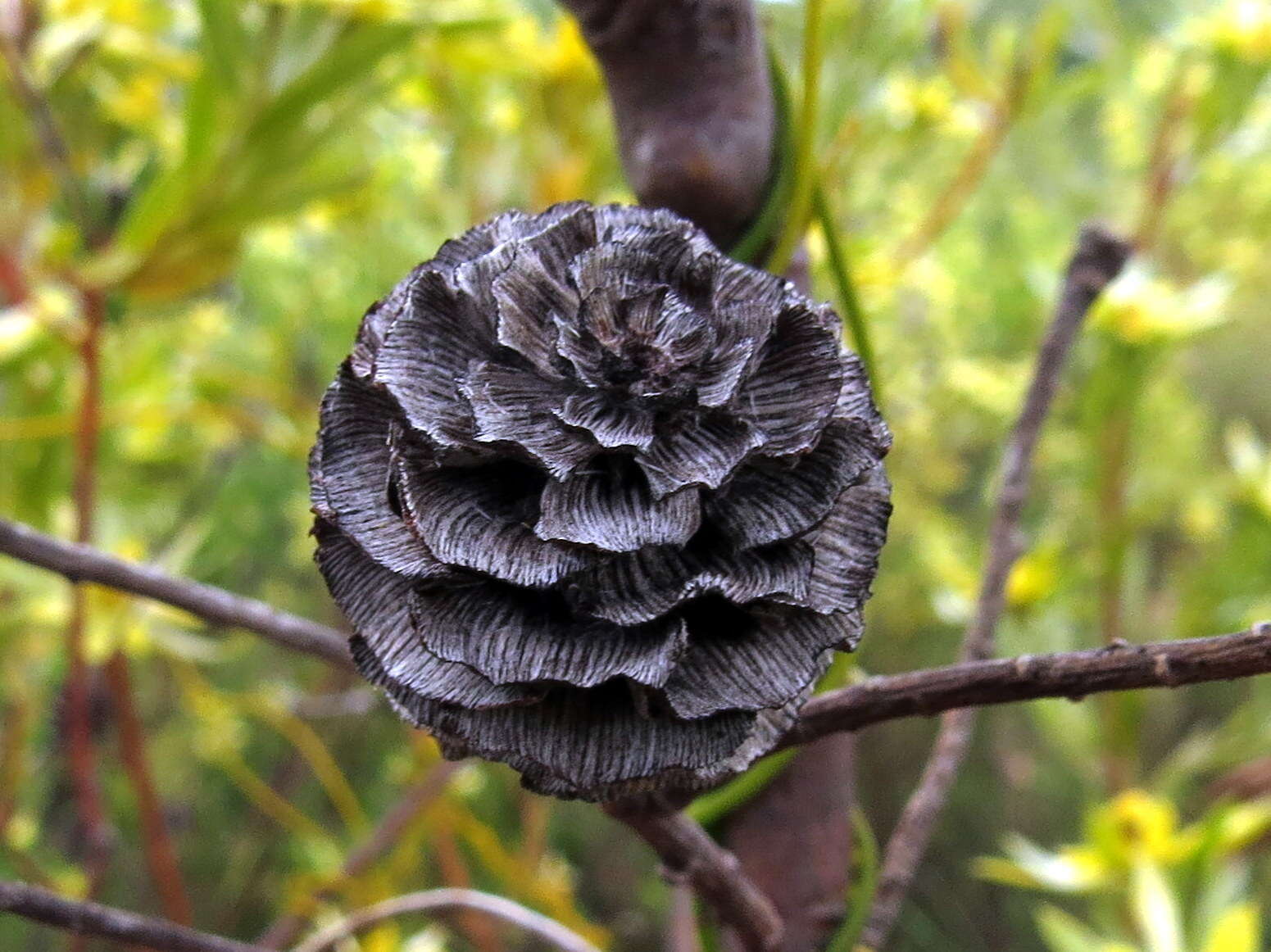 Imagem de Leucadendron floridum R. Br.