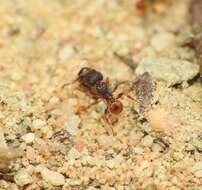 Image of Pheidole longiceps doddi Forel 1910