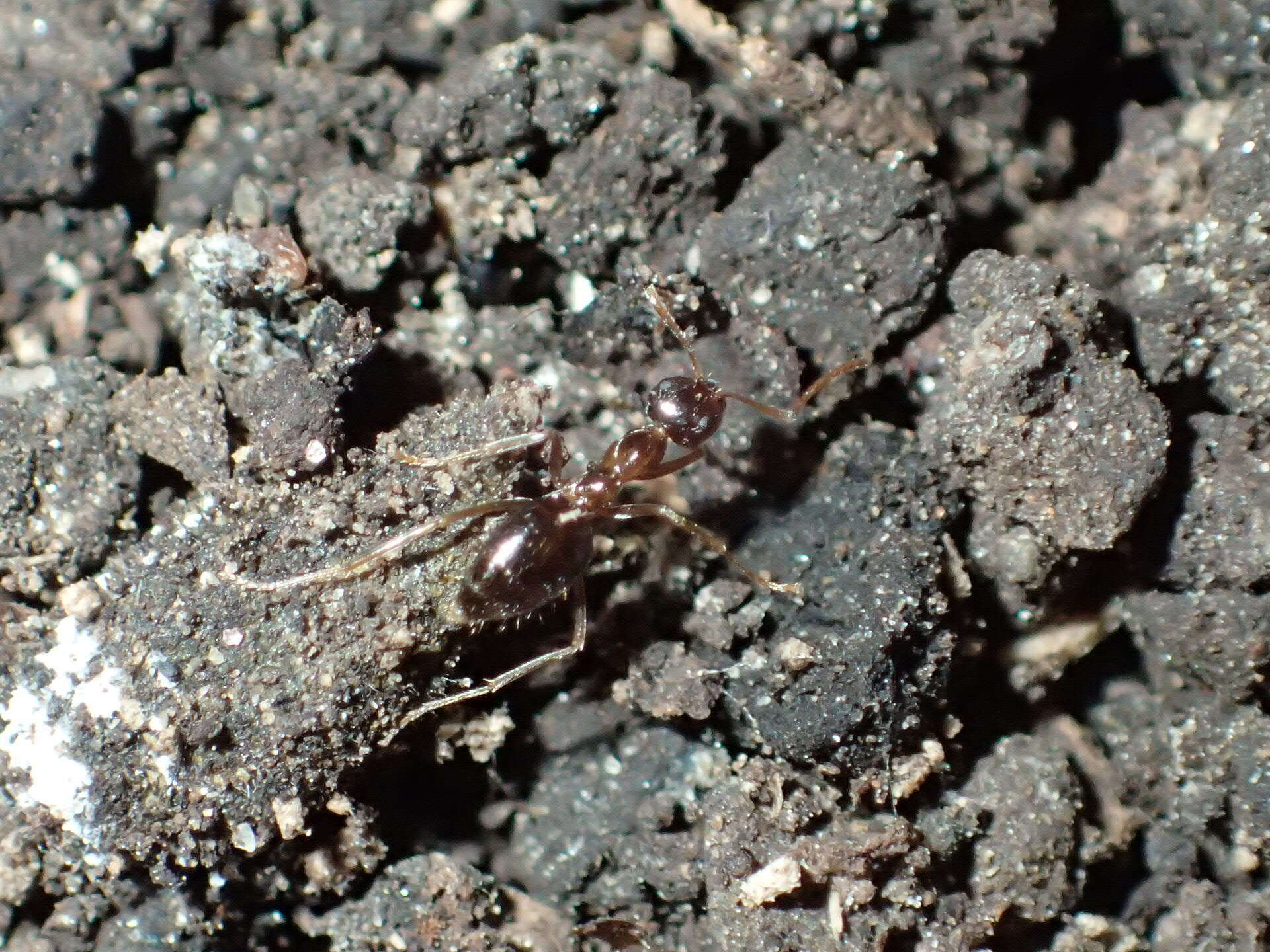 Image of False Honey Ant