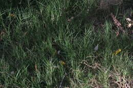 Image of Bermudagrass