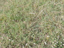 Image of White Fluff Grass