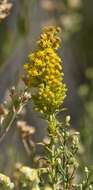 Image of Nevada Goldenrod