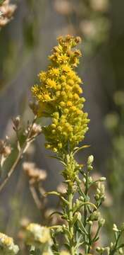 Image of Nevada Goldenrod