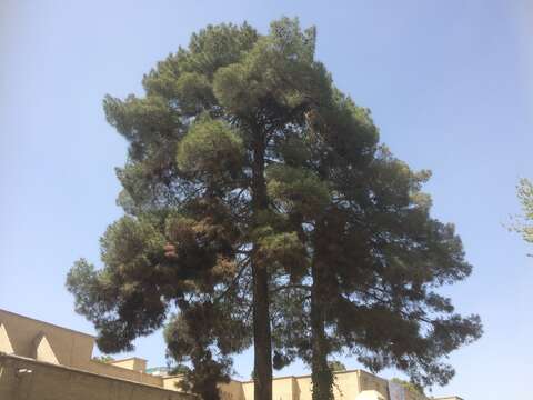 Image of Afghan pine