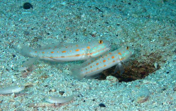 Image of Maiden goby