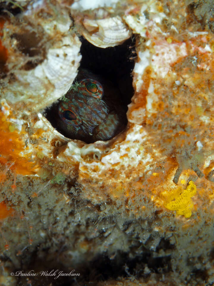 Image of Oyster blenny