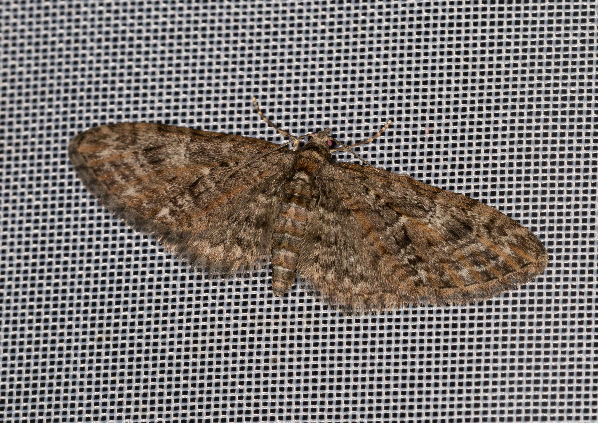 Слика од Eupithecia abbreviata Stephens 1831