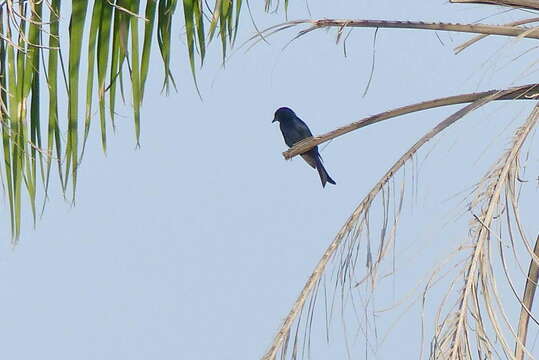 Image de Drongo de Lichtenstein