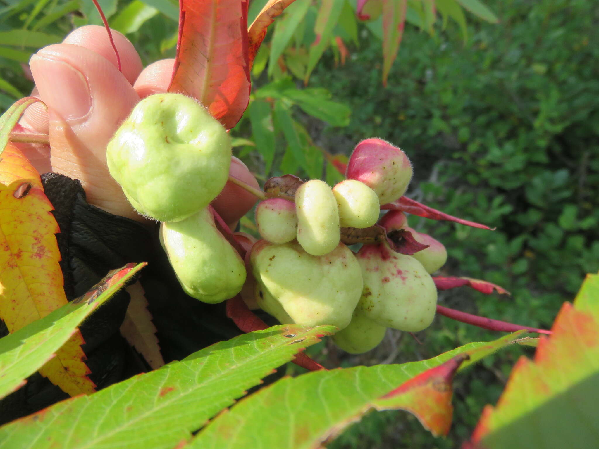 Image of Sumac Gall Aphid