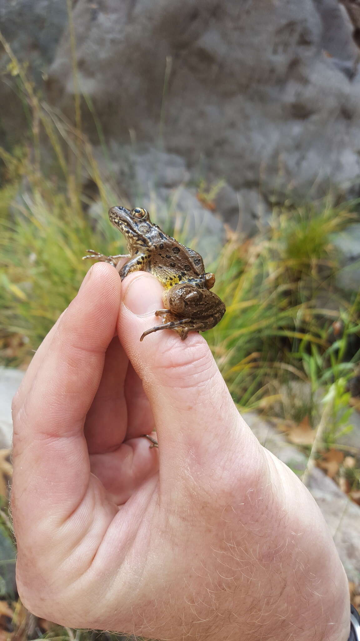 Image of Lowland Leopard Frog