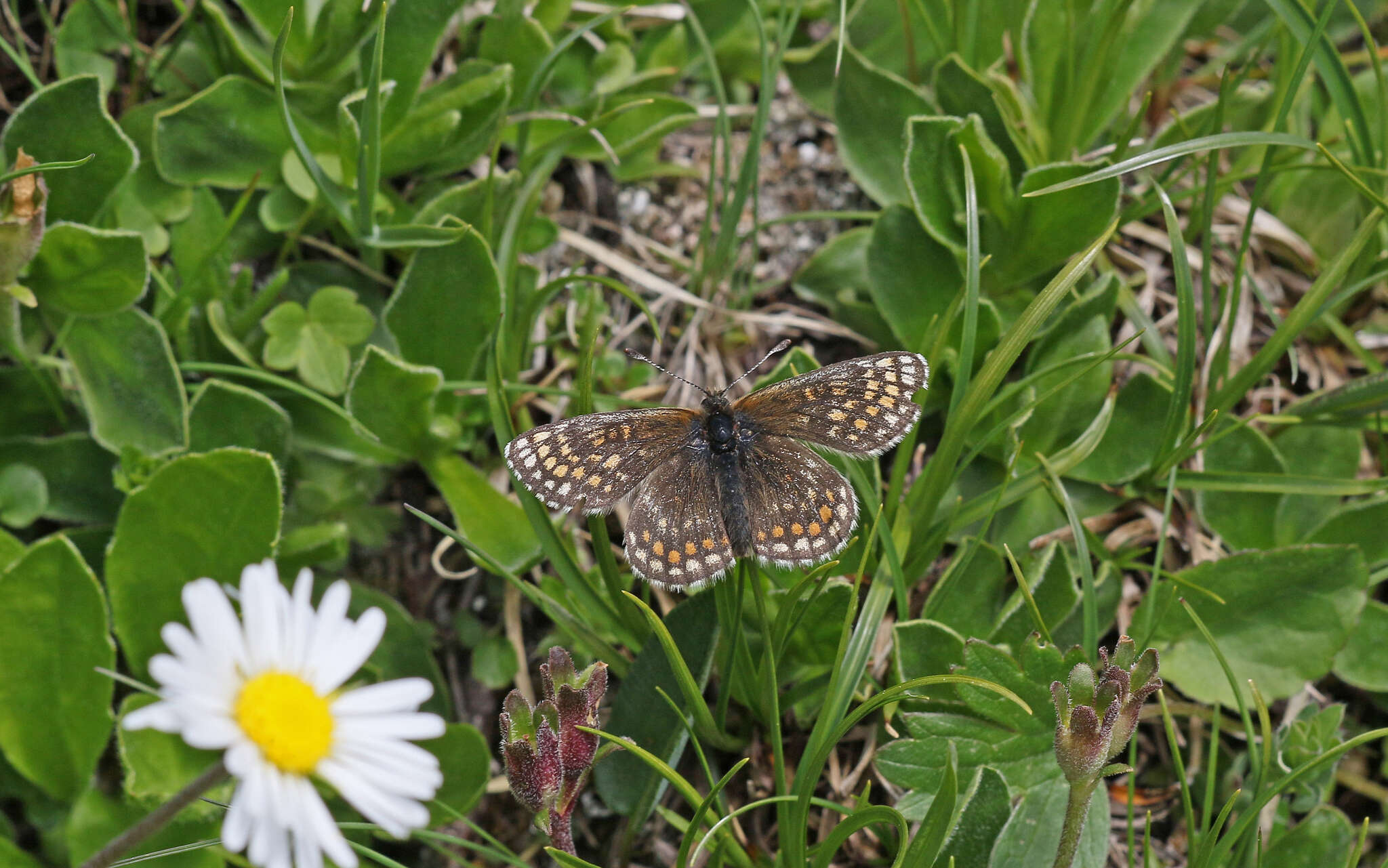 Imagem de Melitaea asteria Freyer 1828